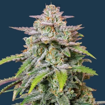 Cannabis seeds Auto Runtz Feminised Gold